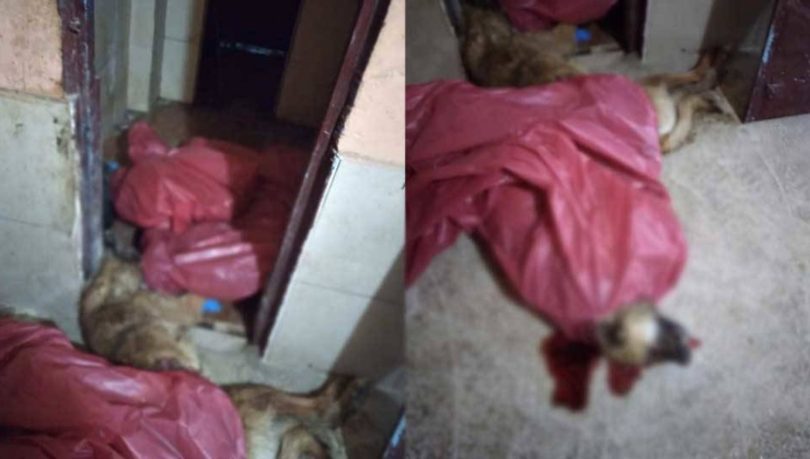 Mamak’ta Korkunç İddia! Sokak Köpekleri Çöp Torbalarında!
