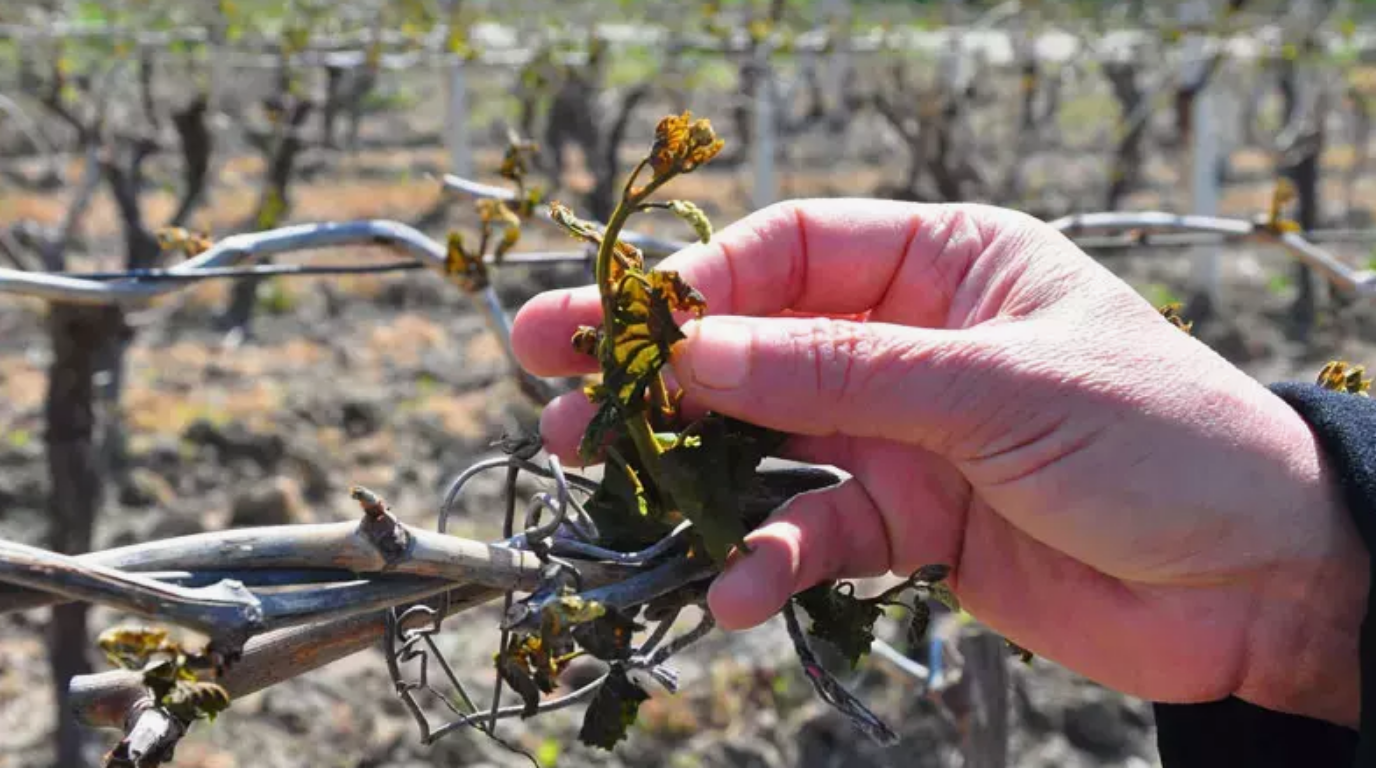Tarım ve Orman Bakanlığı’ndan zirai don uyarısı
