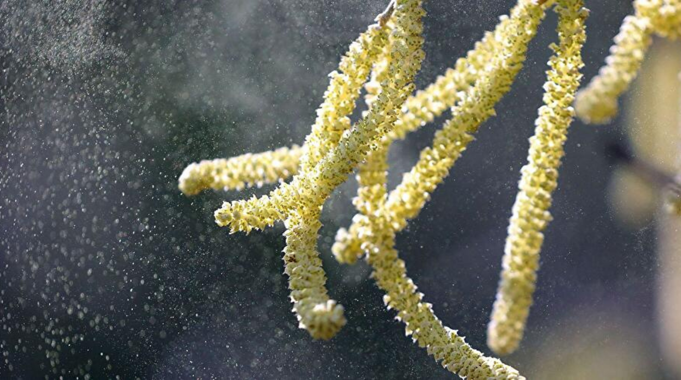 Dikkat! Polen Mevsimi Uzadı